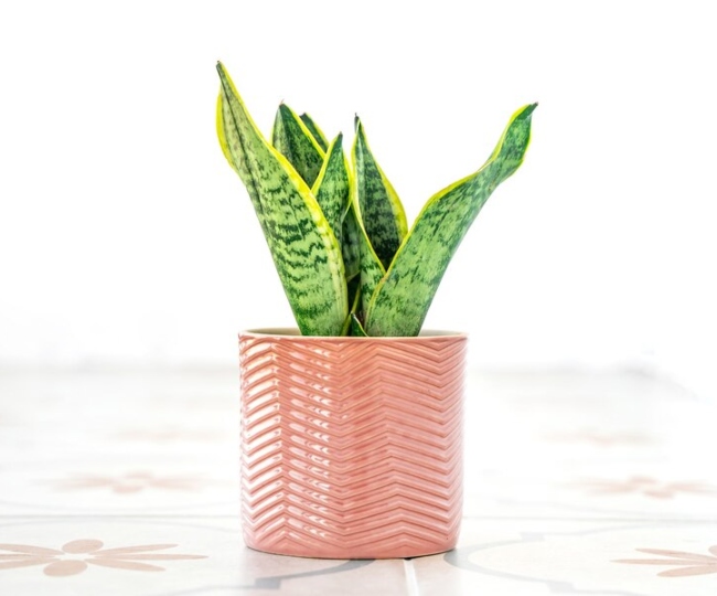 snake-plant